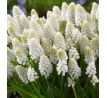 Muscari Aucheri White Magic