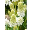 Muscari Aucheri White Magic