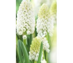 Muscari Aucheri White Magic