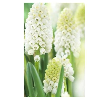 Muscari Aucheri White Magic