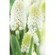 Muscari White Magic