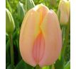 Tulipa - Mango Charm
