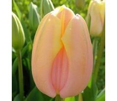 Tulipa - Mango Charm