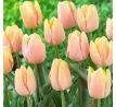 Tulipa - Mango Charm