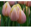 Tulipa - Mango Charm