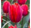 Tulipa  - Triump RED / 10ks v balení