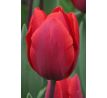 Tulipa  - Triump RED / 10ks v balení