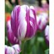 Tulipa - Flaming Flag / 6ks v balení