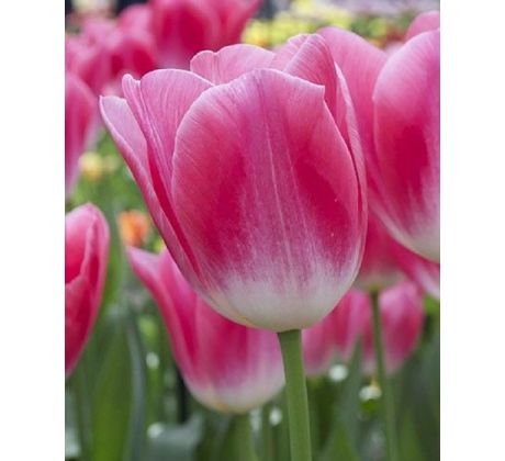 Tulipa  - Dynasty / 10ks v balení