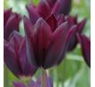 Tulipa -  Havran / 8ks v balení