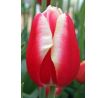 Tulipa -  Leen van der Mark / 10ks v balení