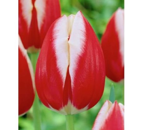 Tulipa -  Leen van der Mark / 10ks v balení