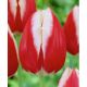 Tulipa -  Leen van der Mark / 7ks v balení
