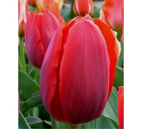 Tulipa  - Triump RED / 10ks v balení