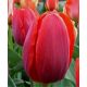 Tulipa  - Triump RED / 6ks v balení
