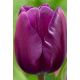 Tulipa -  Negrita / 6ks v balení