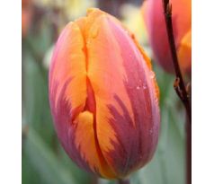 Tulipa -  Princess Irene / 10ks v balení