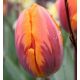 Tulipa -  Princess Irene / 5ks v balení