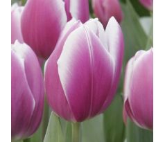 Tulipa -  Synaeda Blue / 10ks v balení