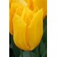 Tulipa -  Yokohama / 6ks v balení