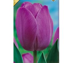 Tulipa - Attila / 10ks v balení