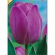 Tulipa - Attila / 6ks v balení