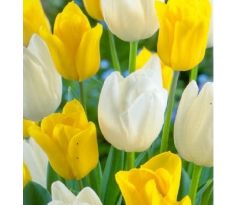 Tulipa Triumph - White & Yellow / 10ks v balení