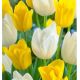 Tulipa Triumph - White & Yellow / 6ks v balení