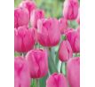 Tulipa - Don Quichotte / 10ks v balení