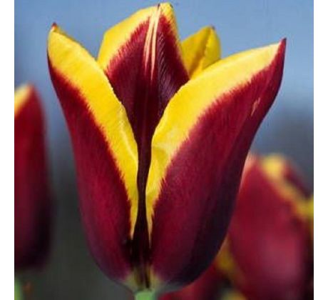 Tulipa - Gavota / 10ks v balení