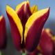 Tulipa - Gavota / 6ks v balení
