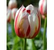 Tulipa - Happy Generation / 10ks v balení