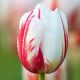 Tulipa - Happy Generation / 6ks v balení