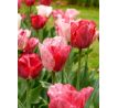 Tulipa - Hemisphere / 10ks v balení