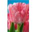 Tulipa - Hemisphere / 6ks v balení