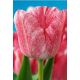 Tulipa - Hemisphere / 6ks v balení