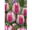 Tulipa - Hotpants / 10ks v balení