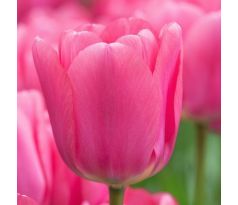 Tulipa - Involve