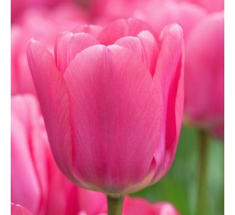 Tulipa - Involve