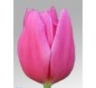 Tulipa - Involve