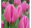 Tulipa - Involve