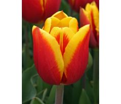 Tulipa - Kees Nelis / 10ks v balení