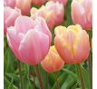 Tulipa - Mango Charm