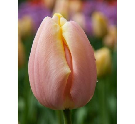 Tulipa - Mango Charm