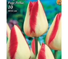 Tulipa - Page Polka / 10ks v balení