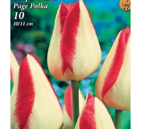 Tulipa - Page Polka / 5ks v balení
