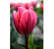 Tulipa - Pretty Princess