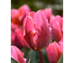 Tulipa - Pretty Princess