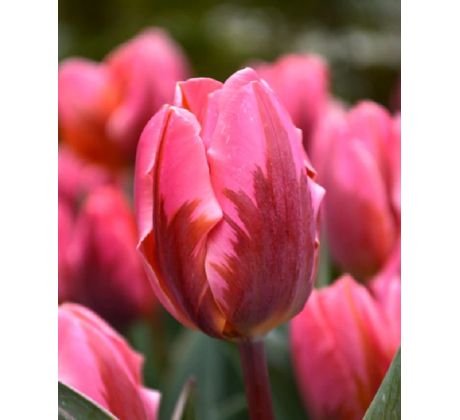 Tulipa - Pretty Princess