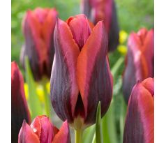 Tulipa - Slawa / 8ks v balení